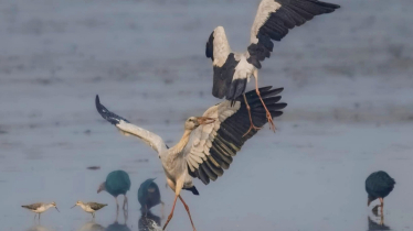 এশীয় শামুকখোল: স্রোতের মাঝের নিখুঁত শিকারি