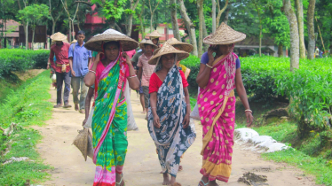 বিএনপির কাছে সংরক্ষিত নারী আসনের প্রত্যাশা চা-শ্রমিকদের বিএনপির কাছে সংরক্ষিত নারী আসনের প্রত্যাশা চা-শ্রমিকদের
