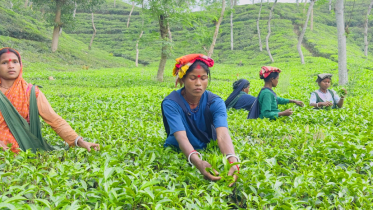 ঈদে পর্যটকদের বরণে প্রস্তুত চায়ের দেশ ঈদে পর্যটকদের বরণে প্রস্তুত চায়ের দেশ