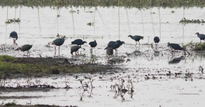 হাইল হাওরের বাইক্কা বিলে স্বপ্ন বুনন