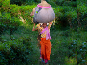 চা শ্রমিকদের বঞ্চনা: উন্নয়নের নামে দায়হীনতার দীর্ঘ ছায়া চা শ্রমিকদের বঞ্চনা: উন্নয়নের নামে দায়হীনতার দীর্ঘ ছায়া