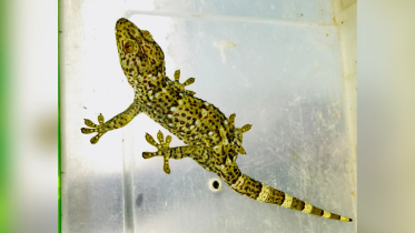 শ্রীমঙ্গলে বিপন্ন প্রজাতির তক্ষক উদ্ধার