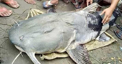 মৌলভীবাজারের কোর্ট এলাকায় বিশাল বাঘ মাছ!