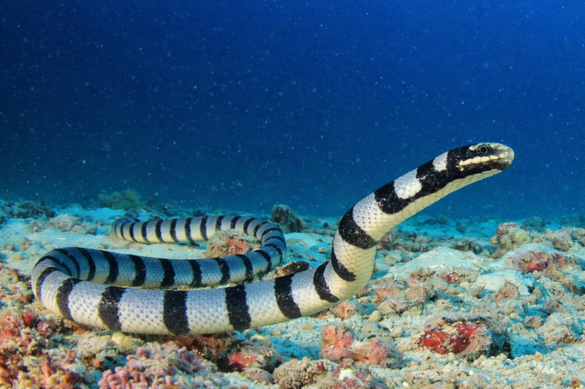 Banded Sea Krait