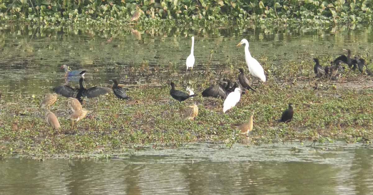 Wetlands Under Threat in Bangladesh – Initiatives to Protect