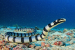 Banded Sea Krait Spotted on Bangladesh Coast
