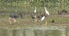 Wetlands Under Threat in Bangladesh – Initiatives to Protect