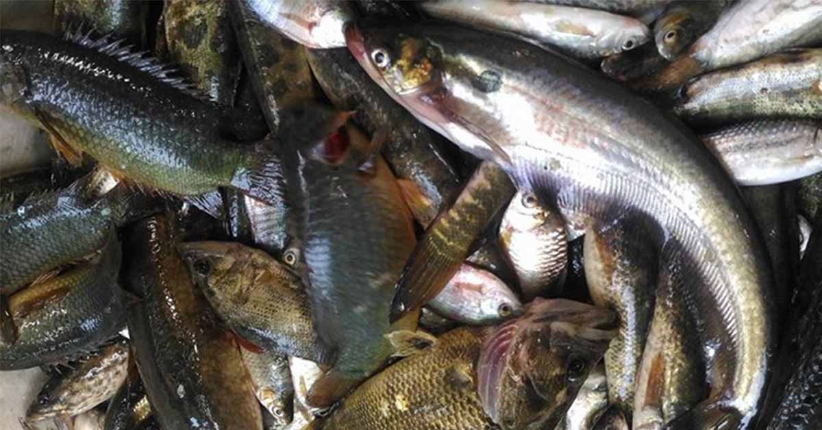 বাংলাদেশে মাছ উৎপাদনে নীরব বিপ্লব, জলাভূমি রক্ষায় শঙ্কা