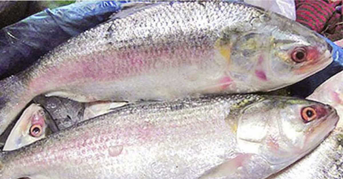 ফাইল ছবি ফাইল ছবি