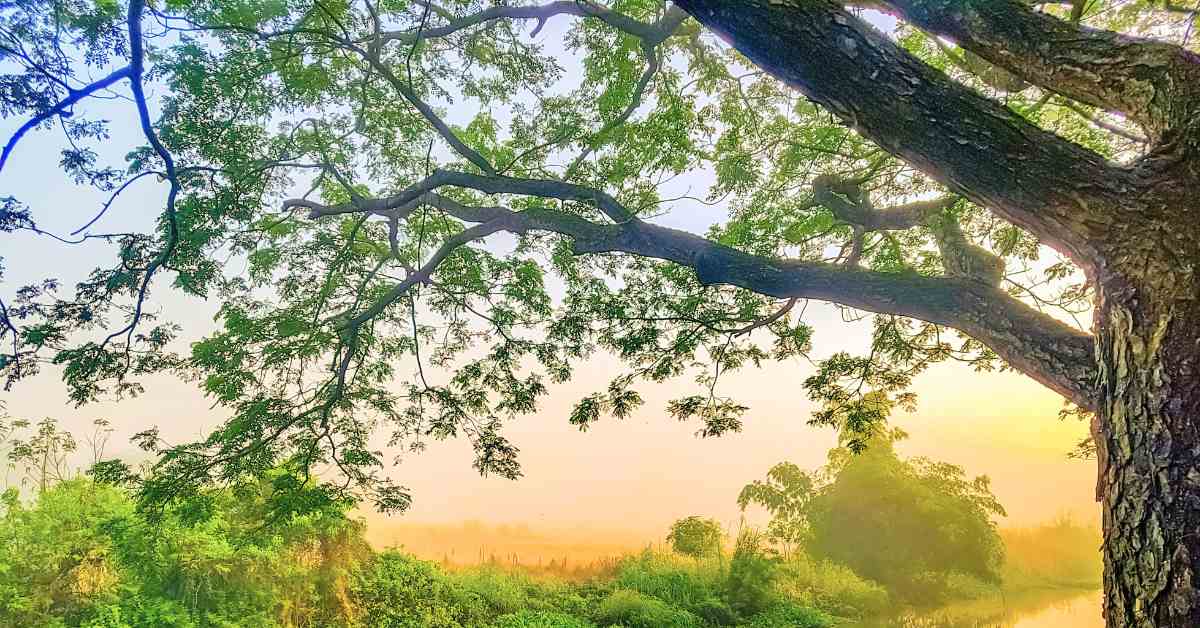 বাংলা ক্যালেন্ডার ২০২৬ সম্পূর্ণ তালিকা ও গুরুত্বপূর্ণ তারিখ