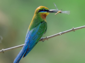 নীল-লেজের মৌখেকো: প্রকৃতির রঙিন দূত