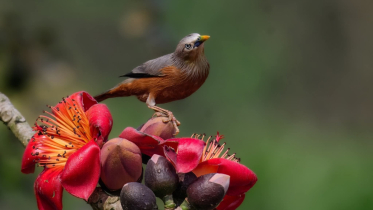 কাঠ শালিক: সুরেলা অতিথি, প্রকৃতির কারিগর