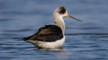 জলাভূমির সৌন্দর্য- লম্বা পায়ের নীরব পথিক ‘কালোপাখ ঠেঙ্গি’ 