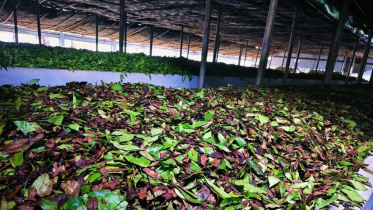 টানা বিদ্যুৎ সংকটে স্থবির চা শিল্প, দেড় কোটি টাকার ক্ষতির আশঙ্কা