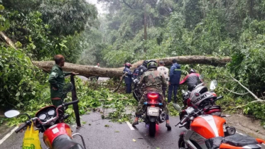 Storm Uproots Trees and Blocks Lawachara National Forest Road