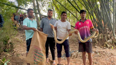 শ্রীমঙ্গলে বসতঘরের পাশে বাঁশঝাড়ে অজগর উদ্ধার, আতঙ্কে এলাকাবাসী