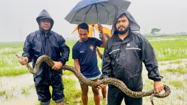 শ্রীমঙ্গলে হাইল হাওরে জালে ধরা পড়ল অজগর