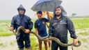শ্রীমঙ্গলে হাইল হাওরে জালে ধরা পড়ল অজগর