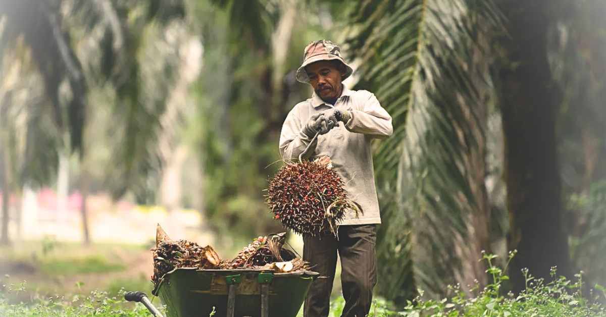 Malaysia Palm Garden Job Salary 2026 Malaysia Palm Garden Job Salary 2026