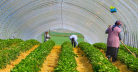 UK Seasonal Worker Visa Update for Bangladeshi Applicants