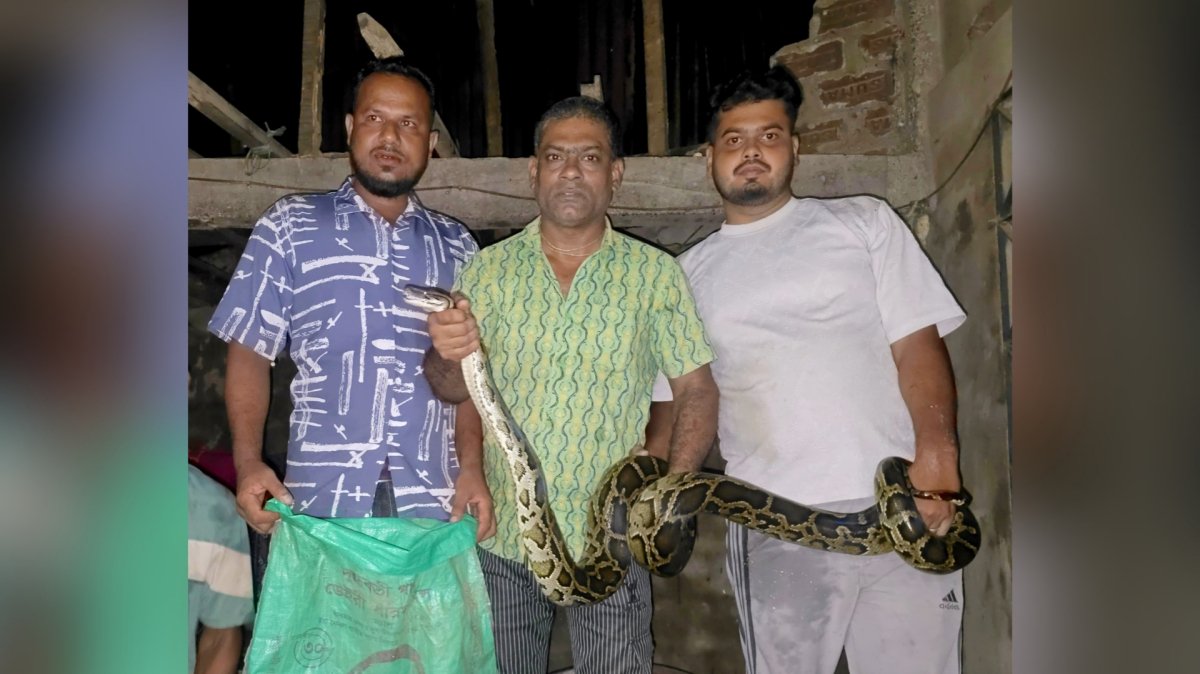 শ্রীমঙ্গলে ঘরের সিলিং থেকে ১২ ফুটের অজগর উদ্ধার শ্রীমঙ্গলে ঘরের সিলিং থেকে ১২ ফুটের অজগর উদ্ধার