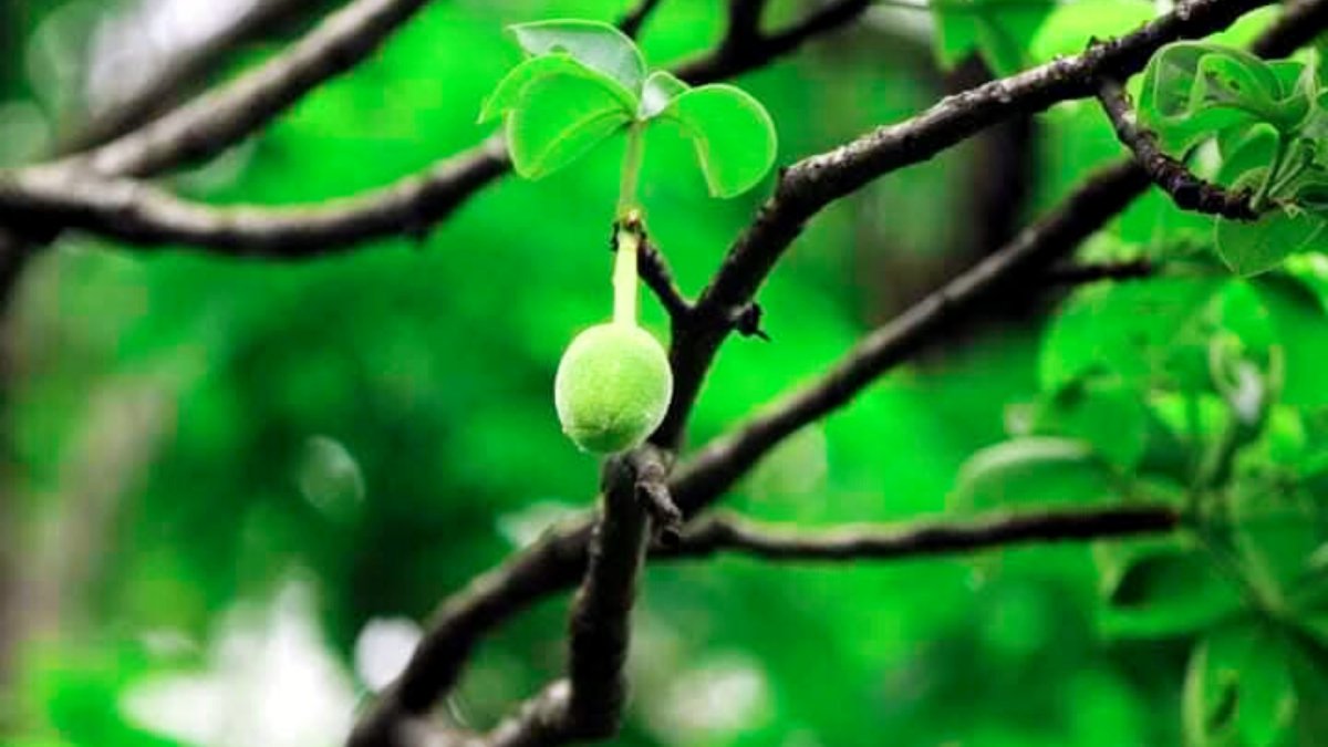 ছবি: সাংবাদিক ফারুক আহমেদ