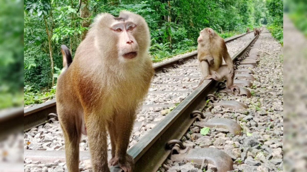 লাউয়াছড়ায় দেখা মিলল বিরল ‘উল্টোলেজি’ বানরের লাউয়াছড়ায় দেখা মিলল বিরল ‘উল্টোলেজি’ বানরের