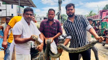 শ্রীমঙ্গলে লোকালয় থেকে ১৮ ফুট লম্বা বিশাল অজগর উদ্ধার শ্রীমঙ্গলে লোকালয় থেকে ১৮ ফুট লম্বা বিশাল অজগর উদ্ধার