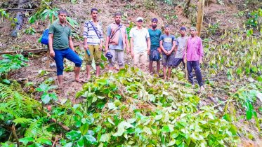 মৌলভীবাজারে সংরক্ষিত বনভূমিতে অবৈধ পান বাগান উচ্ছেদ মৌলভীবাজারে সংরক্ষিত বনভূমিতে অবৈধ পান বাগান উচ্ছেদ
