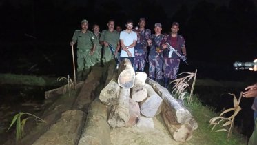 বন বিভাগ-বিজিবির যৌথ অভিযানে প্রায় ২৭ ঘনফুট সেগুন কাঠ জব্দ