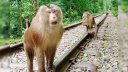 লাউয়াছড়ায় দেখা মিলল বিরল ‘উল্টোলেজি’ বানরের