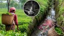 চা পাতা তুলতে গিয়ে ফেরা হলো না মীরার, ড্রেনে মিলল ম`র`দেহ