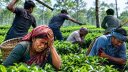 কমলগঞ্জে চা বাগানে শ্রমিকদের ওপর হামলা, আহত ৫