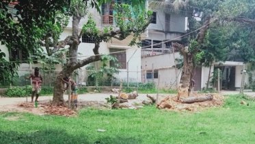 টেন্ডার ছাড়াই গাছ কর্তন, সীমানাপ্রাচীরে অনিয়মের অভিযোগ