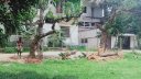 টেন্ডার ছাড়াই গাছ কর্তন, সীমানাপ্রাচীরে অনিয়মের অভিযোগ