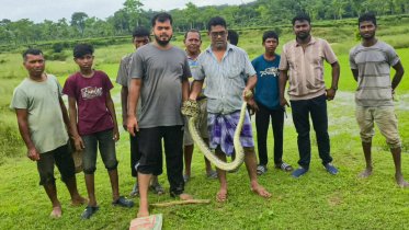 শ্রীমঙ্গলে চা বাগান থেকে উদ্ধার অজগর, বন বিভাগের কাছে হস্তান্তর শ্রীমঙ্গলে চা বাগান থেকে উদ্ধার অজগর, বন বিভাগের কাছে হস্তান্তর