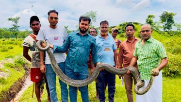 শ্রীমঙ্গলে ১৬ ফুট লম্বা অজগর উদ্ধার, নিরাপদে বনে অবমুক্ত