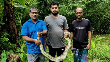 শ্রীমঙ্গলে গোয়ালঘরে ঢুকে অজগরের মুরগি শিকার, পরে উদ্ধার শ্রীমঙ্গলে গোয়ালঘরে ঢুকে অজগরের মুরগি শিকার, পরে উদ্ধার