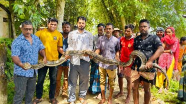 গরু খেতে খামারে ঢুকল বিশাল অজগর, শেষ পর্যন্ত যেভাবে রক্ষা