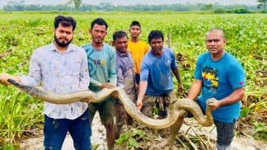 শ্রীমঙ্গলের ধানক্ষেতে মিলল অজগর, সচেতনতায় রক্ষা পেল প্রাণীটি শ্রীমঙ্গলের ধানক্ষেতে মিলল অজগর, সচেতনতায় রক্ষা পেল প্রাণীটি