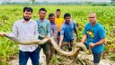 শ্রীমঙ্গলের ধানক্ষেতে মিলল অজগর, সচেতনতায় রক্ষা পেল প্রাণীটি