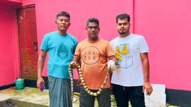 শ্রীমঙ্গলে এক সপ্তাহ ধরে জালে আটকে থাকা শঙ্খিনী সাপ উদ্ধার