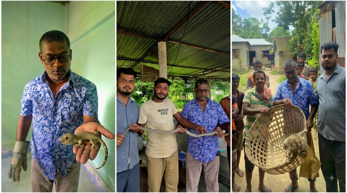 শ্রীমঙ্গলে একই দিনে জালে দাঁড়াশ, ঘরে তক্ষক-লজ্জাবতী বানর উদ্ধার