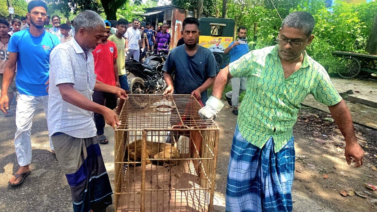 বিদ্যুতের তারে স্পৃষ্ট, শ্রীমঙ্গলে বিরল উল্টোলেজি বানর উদ্ধার বিদ্যুতের তারে স্পৃষ্ট, শ্রীমঙ্গলে বিরল উল্টোলেজি বানর উদ্ধার