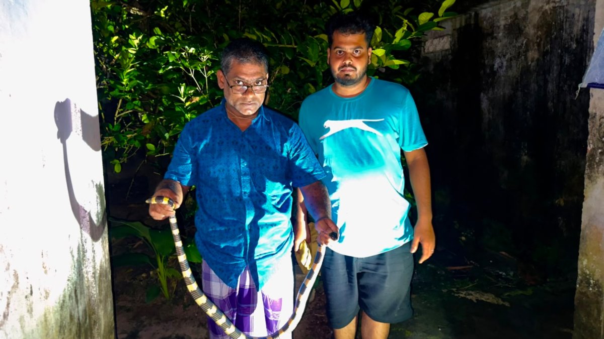 শ্রীমঙ্গলে আবাসিক এলাকায় শঙ্খিনী সাপ শ্রীমঙ্গলে আবাসিক এলাকায় শঙ্খিনী সাপ