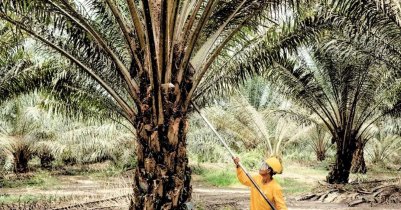 Malaysia Plantation Visa 2026 Foreign Workers Malaysia Plantation Visa 2026 Foreign Workers