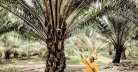Malaysia Plantation Visa 2026 Foreign Workers