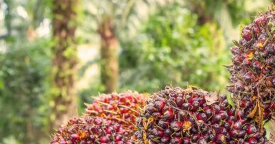 Oman Pam Oil Garden Job - Salary, Visa Reality Oman Pam Oil Garden Job - Salary, Visa Reality