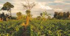 Uganda Farming Landscape Shifts Amid Record Growth